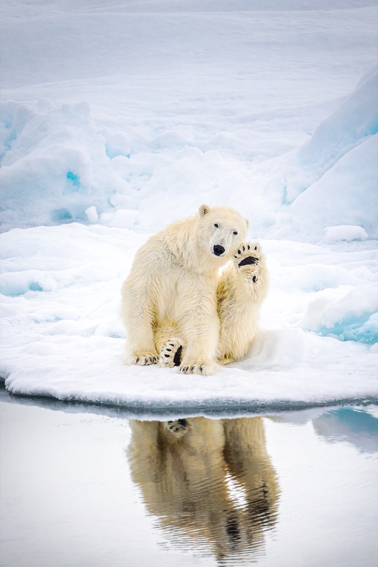 Arctique - Ours blanc sur la banquise