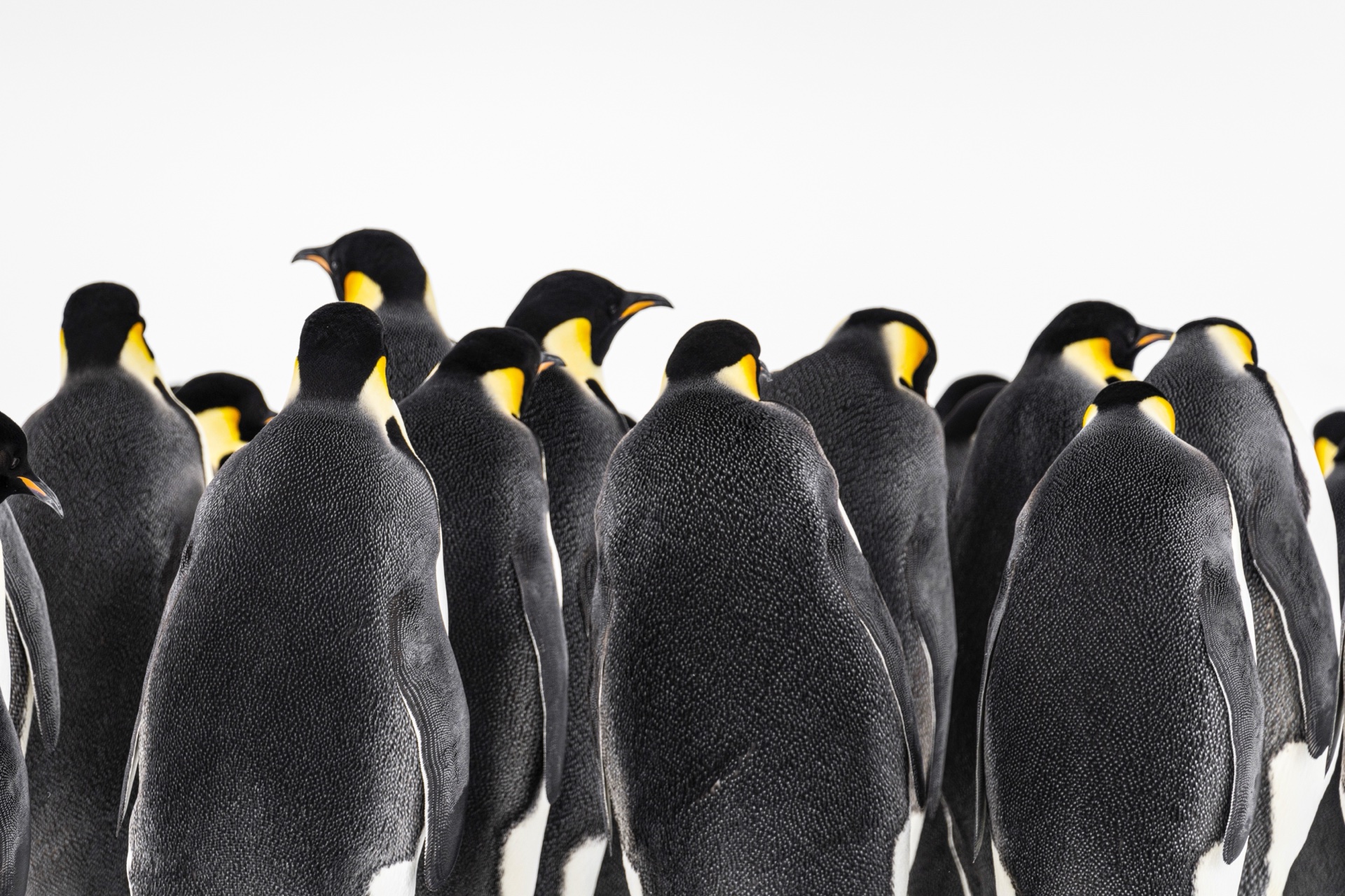 Manchots empereurs sur la banquise antarctique