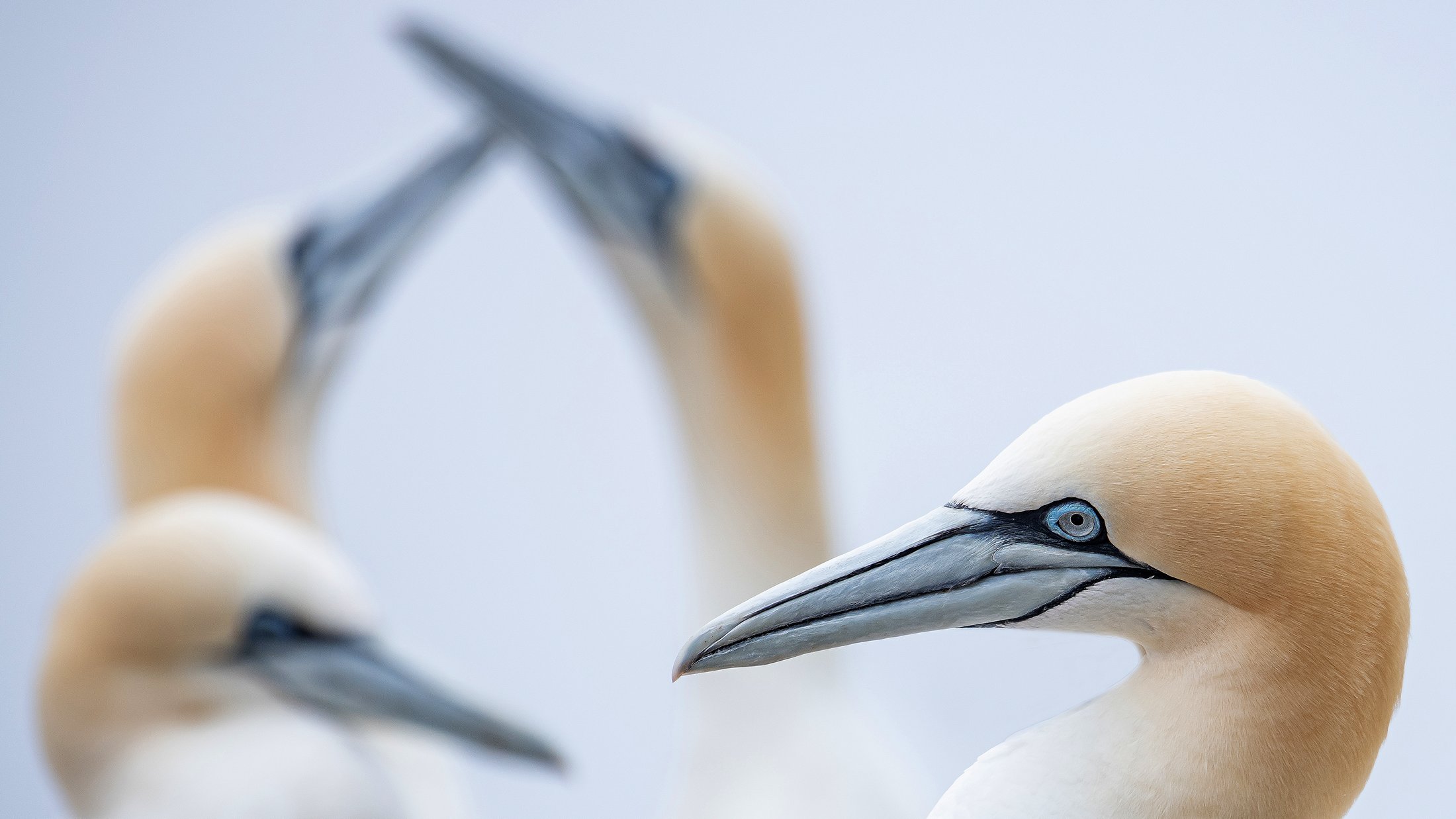 Québec maritime - Rocher Percé et Île Bonaventure