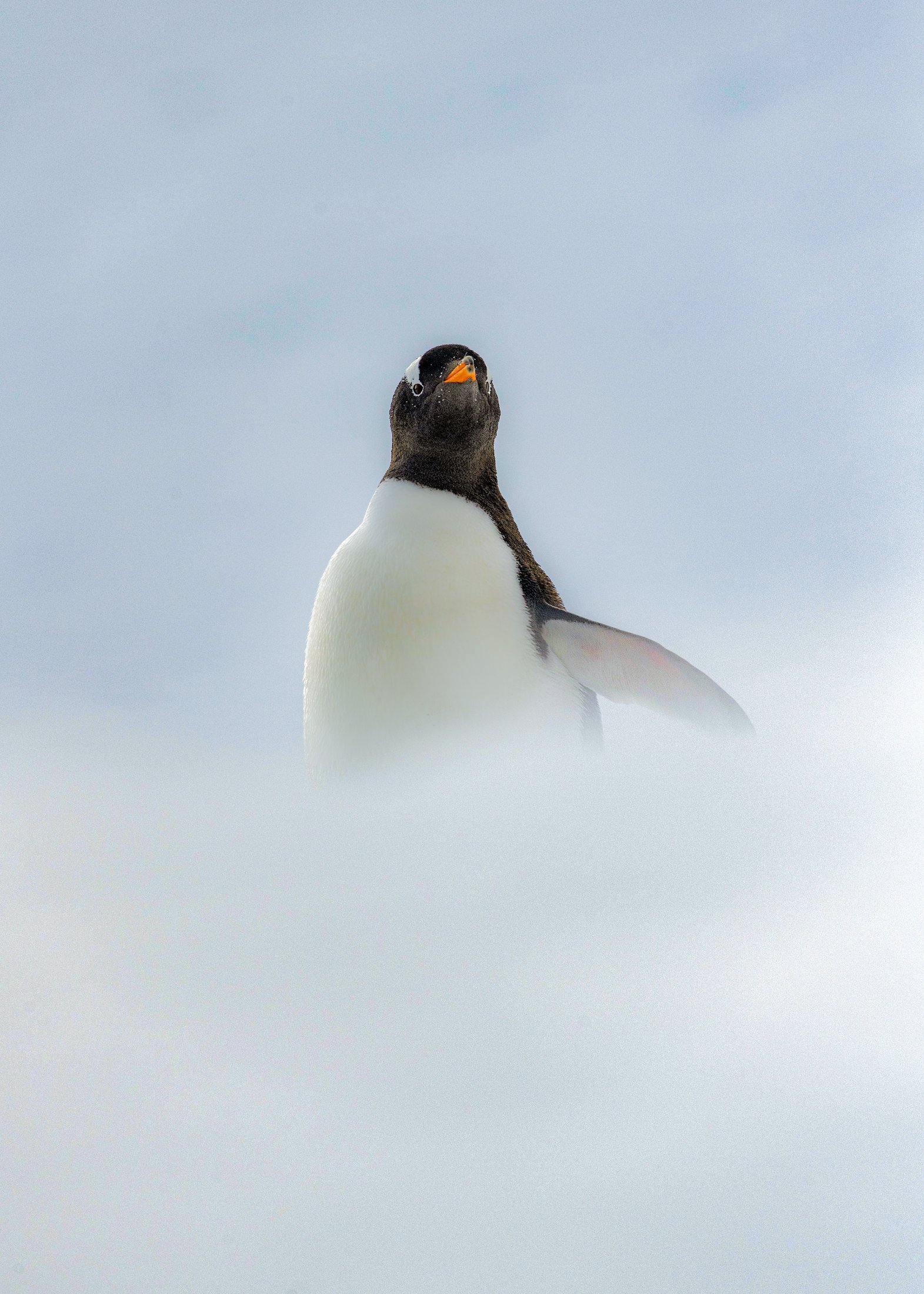 Manchots Papous à Cuverville, Antarctique