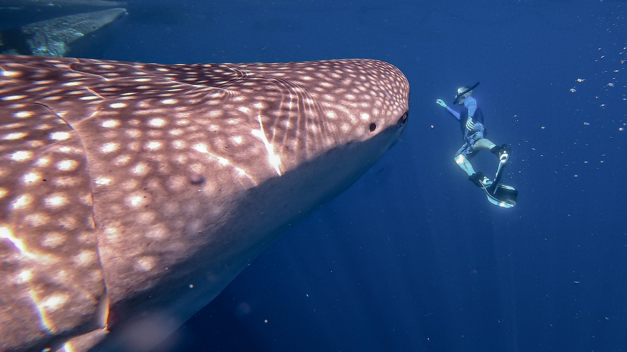 Indonésie - Baleine requin, Cenderwasih Bay, Kwatisore