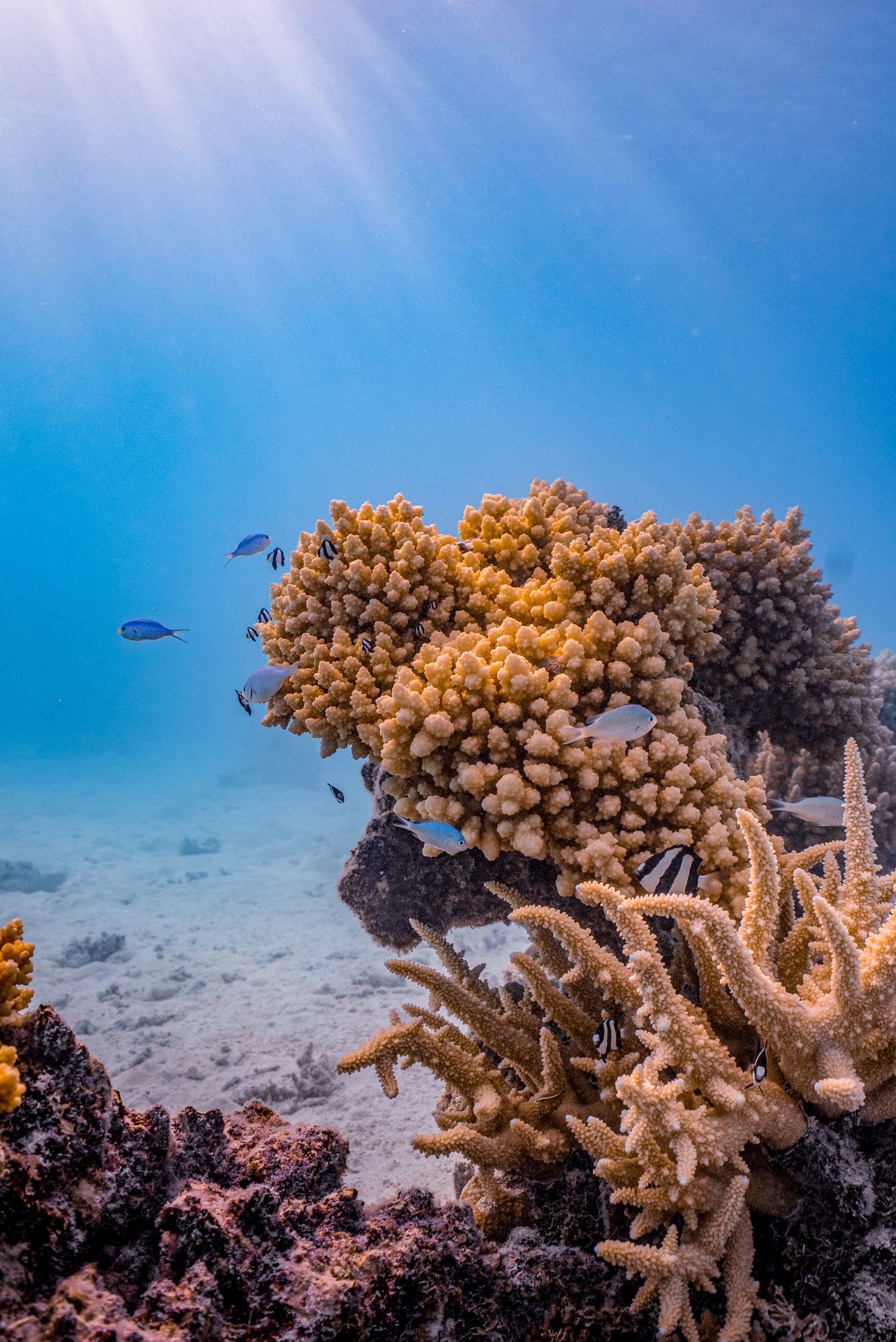 Fakarava - Corail et poissons tropicaux, Tuamotu