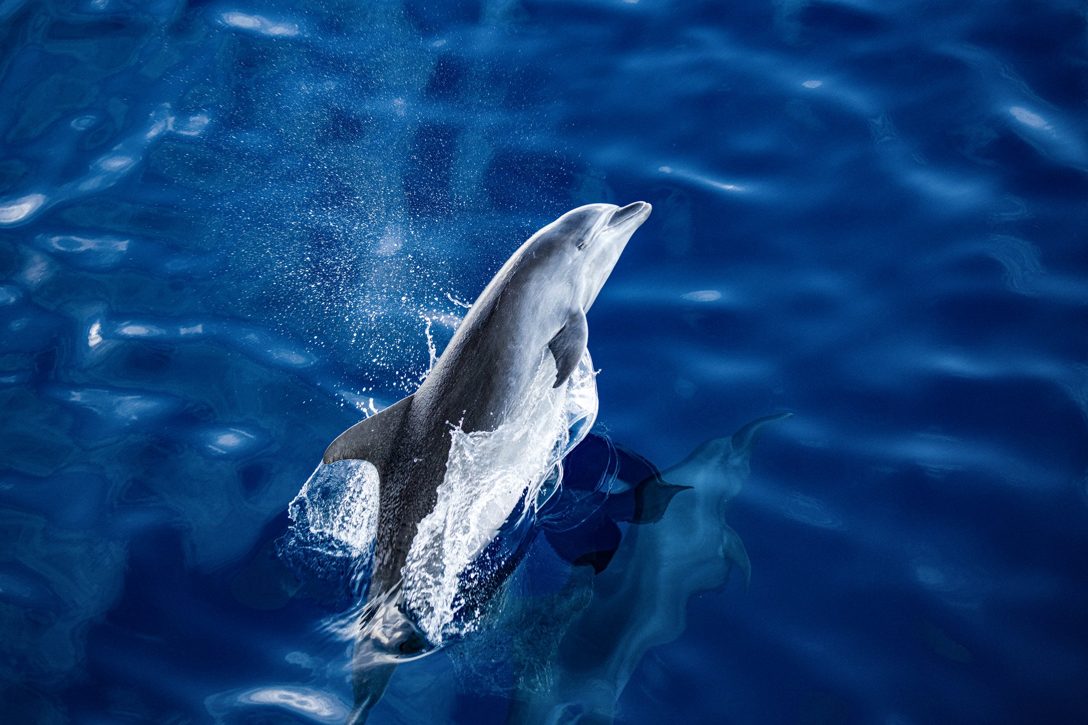 Rangiroa - Le plus grand atoll de Polynésie, Tuamotu