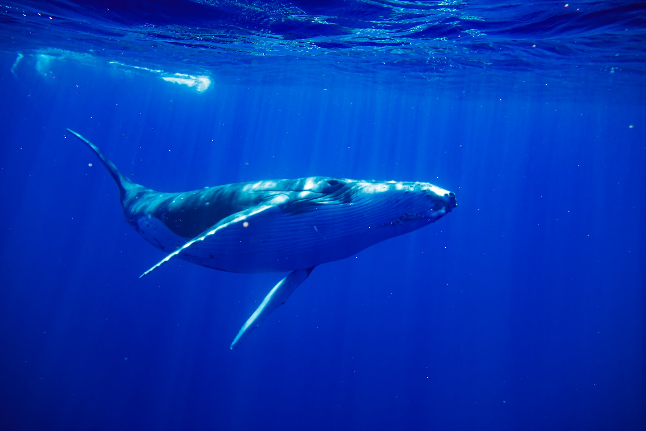 Baleine à bosse près de Moorea