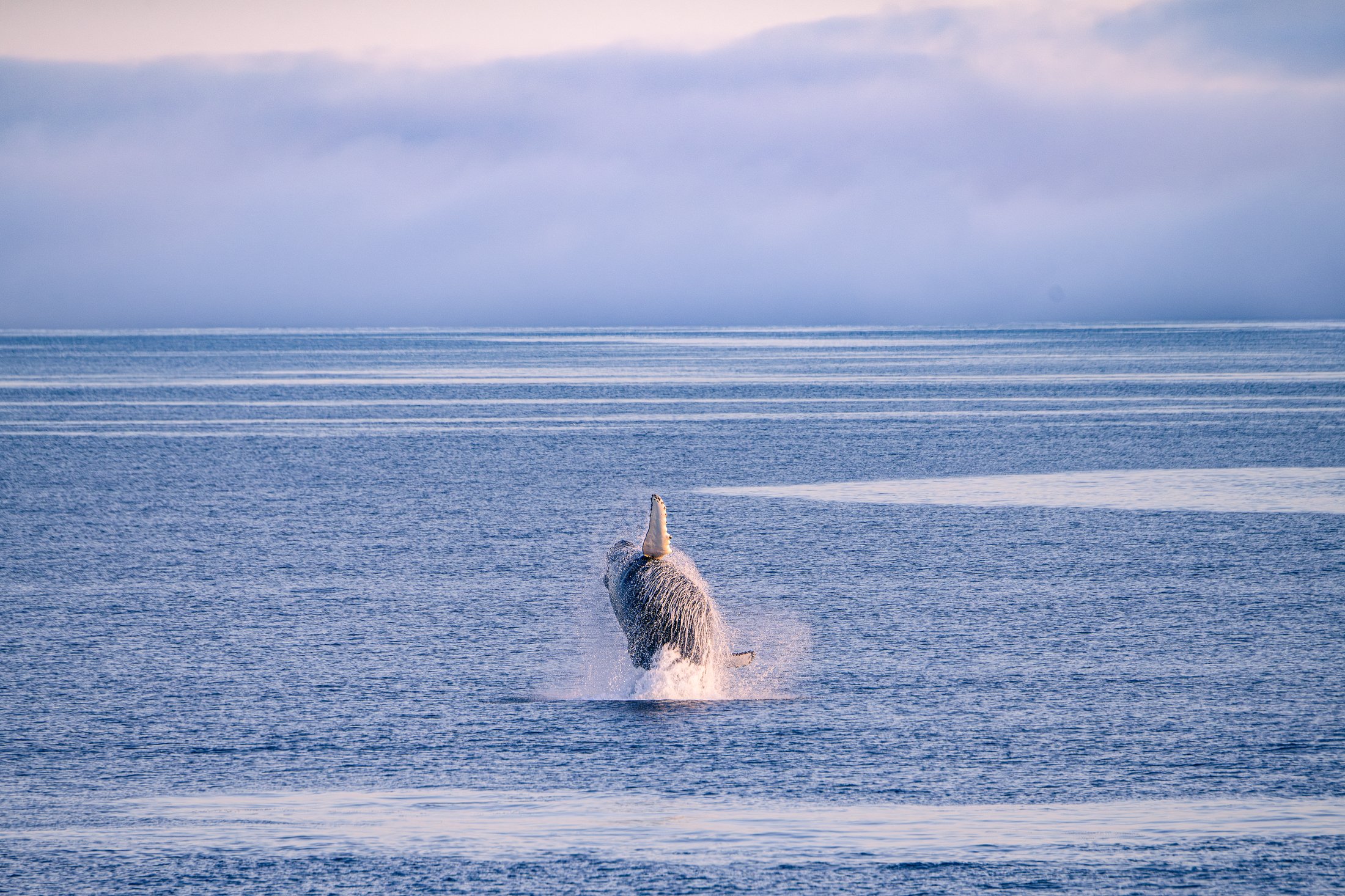 Baleine à bosse à Ilulissat, Groenland