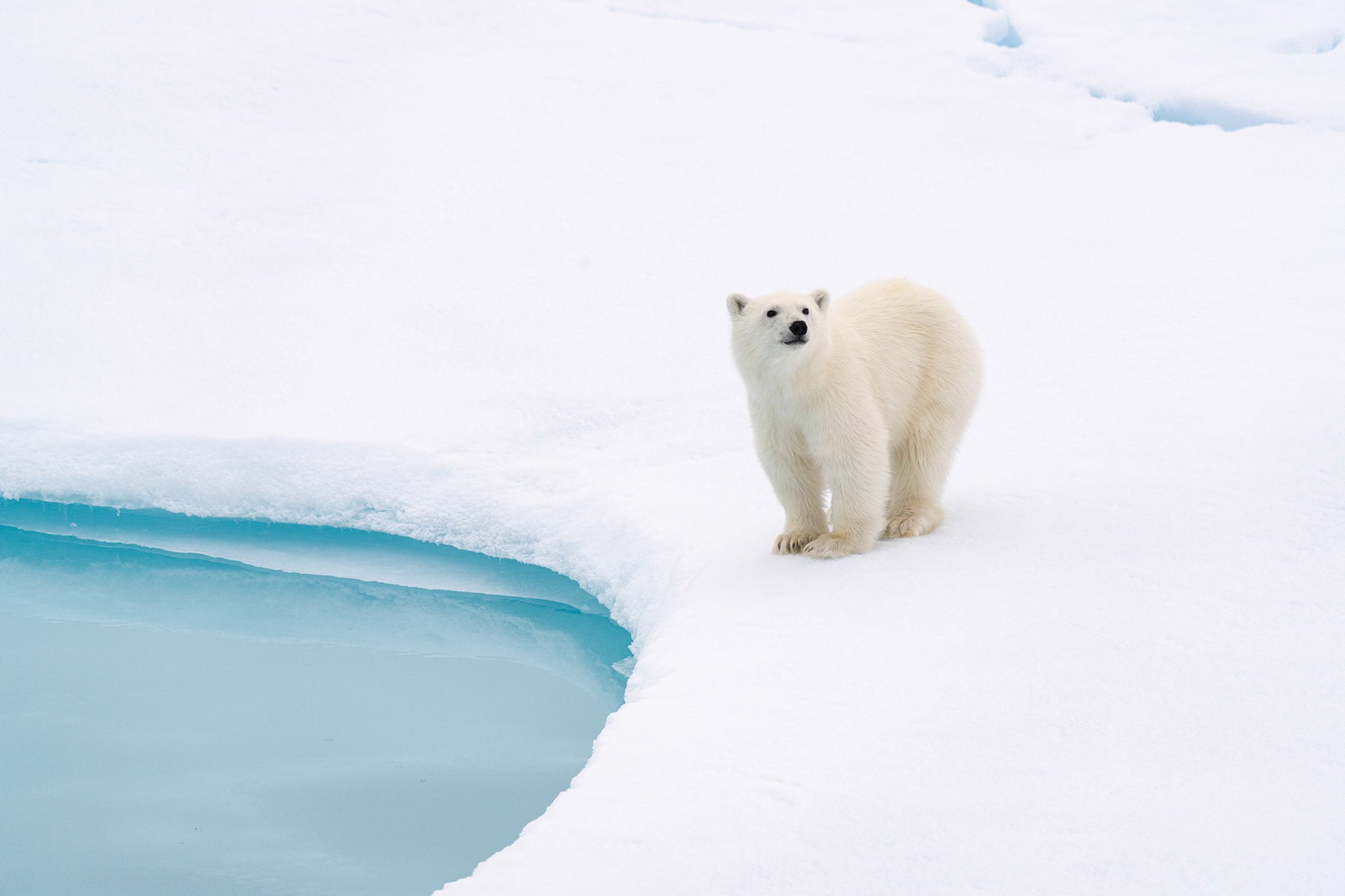 Ours polaire à 82° Nord - Exploration arctique extrême