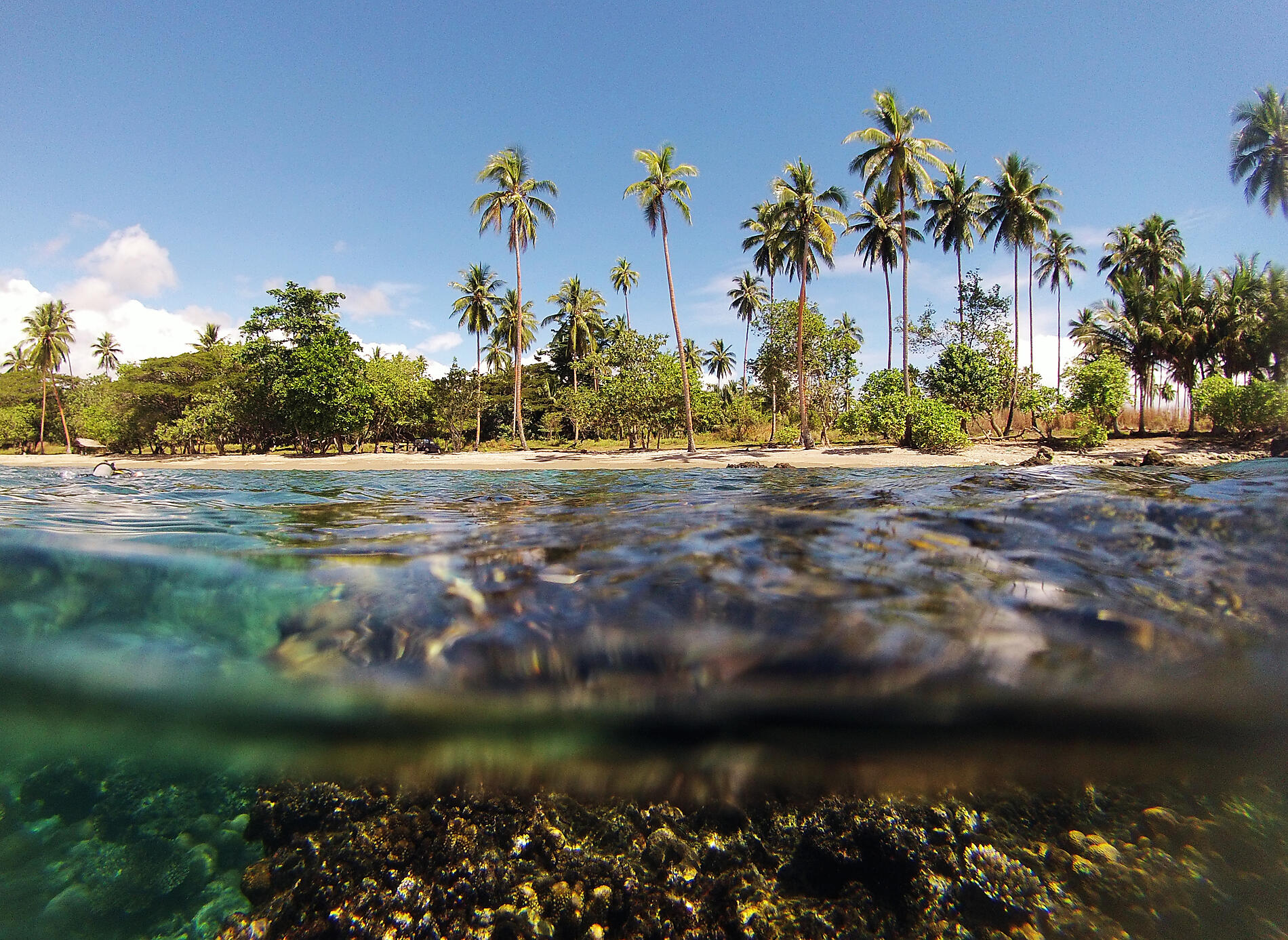 Lata, îles Santa Cruz
