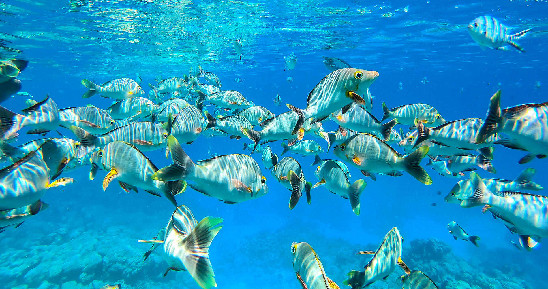 Mataiva, îles Tuamotu