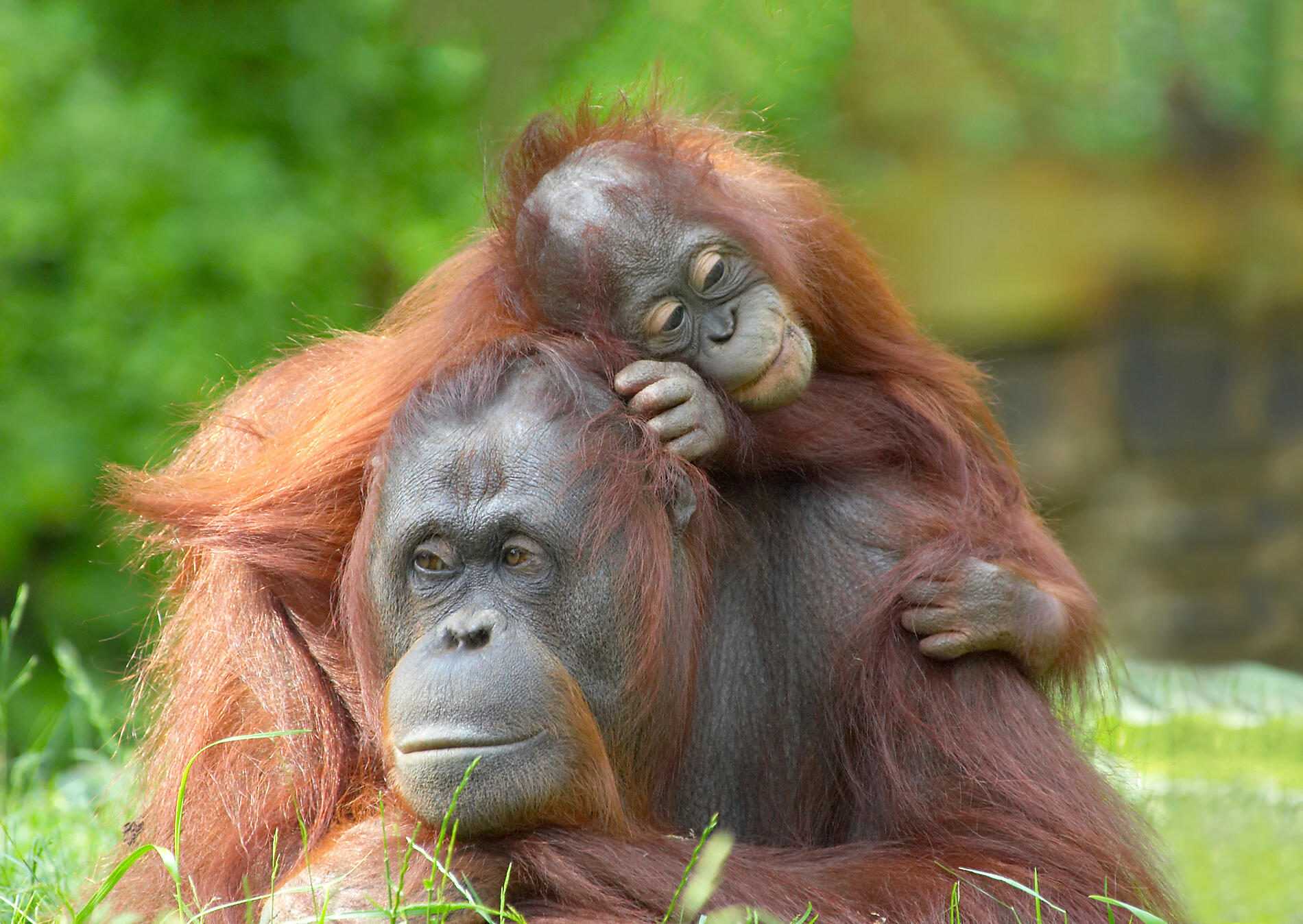 Parc national Tanjung Puting