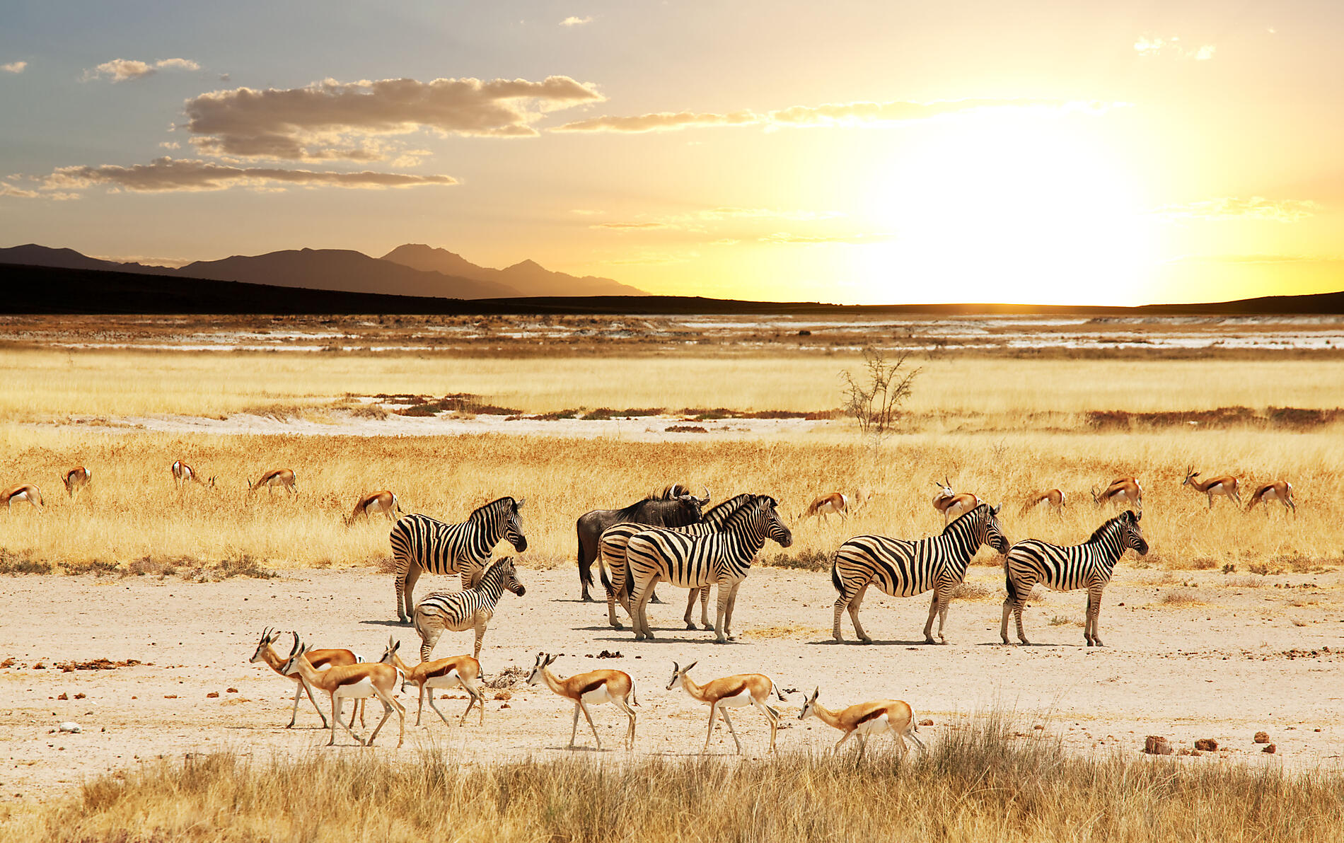 Joyaux de Madagascar