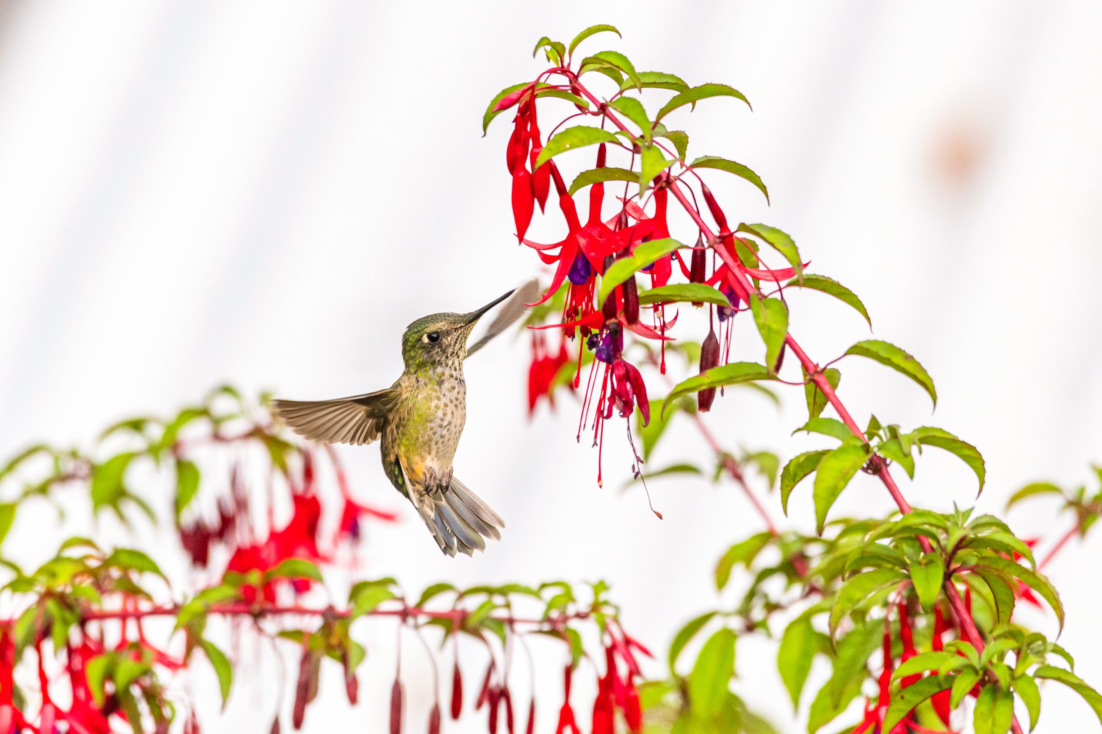 Rivages et cités emblématiques d'Amérique du Sud