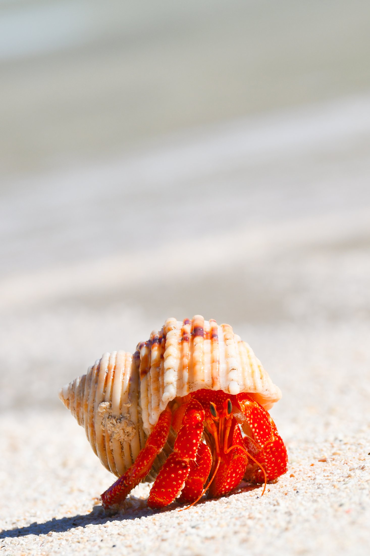 Îles Fidji, Tonga, îles Cook et îles de la Société