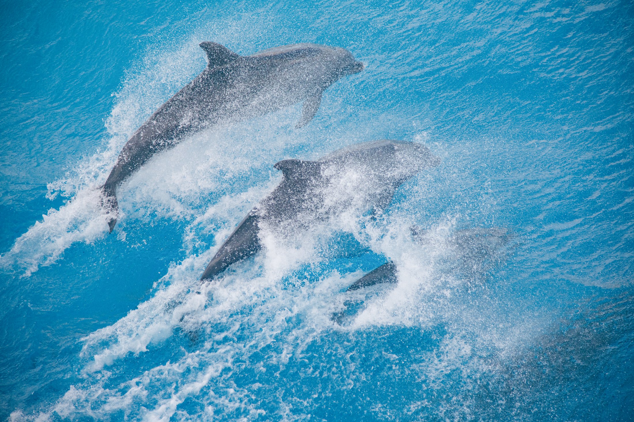 Îles de la Société et Tuamotu